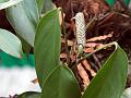 Lanceleaf Philodendron